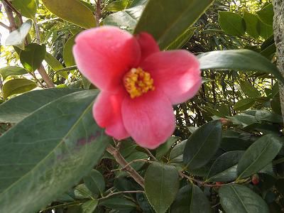 ◆ツバキも開花◆