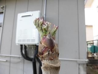 ◆タラの芽も膨らんできました。◆