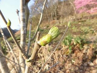 ◆山菜で始めました。◆
