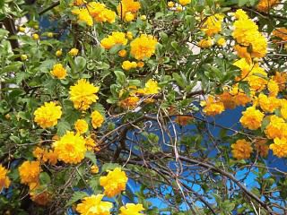 ◆ヤマブキも満開です。◆