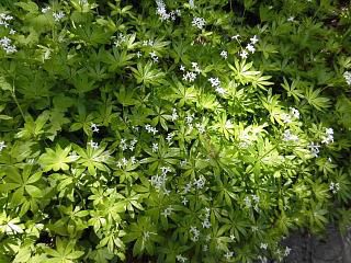 ◆クルマバソウ群生です◆