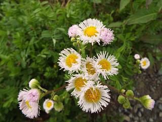 ◆野草も元気です。◆