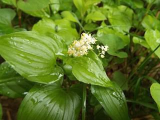 ◆文殊山の植物◆
