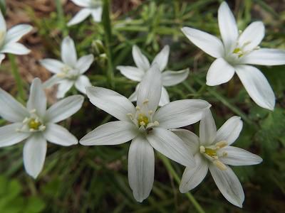 ◆この花は　　?????◆