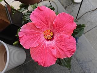 ◆赤のハイビスカス咲きました。◆