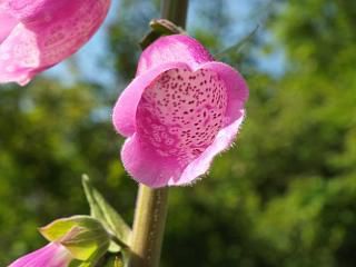 ◆きれいな花ですが　　　◆