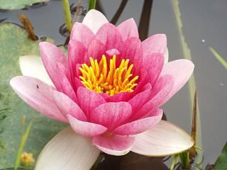 ◆蓮も満開です。◆