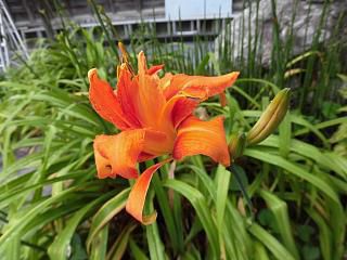 ◆花も別のものが咲き始めました。◆