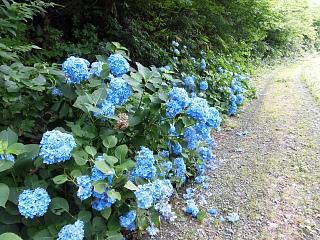 ◆アジサイが見ごろです。◆