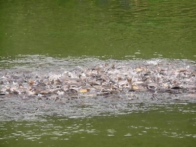 ◆養鯉所の鯉が元気です。◆