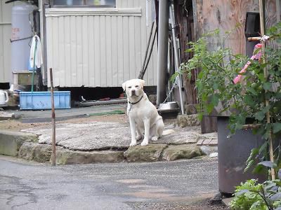 ◆鈴沼のワン公元気です。◆
