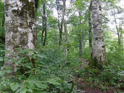 ◆小国朝日登山道草刈整備終わりました。◆