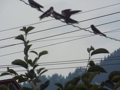 ◆2.3日前からツバメが来るようになりました。◆
