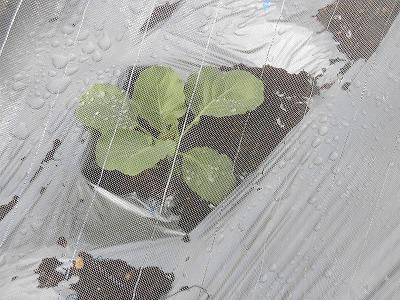 ◆畑も秋物に変えました。◆