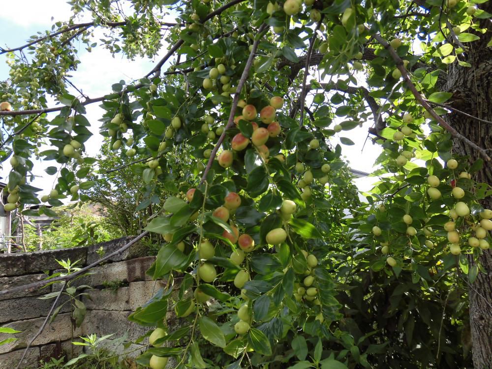 ◆夏目も色づき始めました。◆