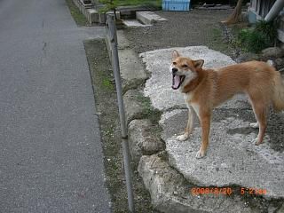 ◆鉄棒を忘れたか  ワン公
