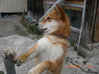 ◆ 鉄棒は忘れていなかった