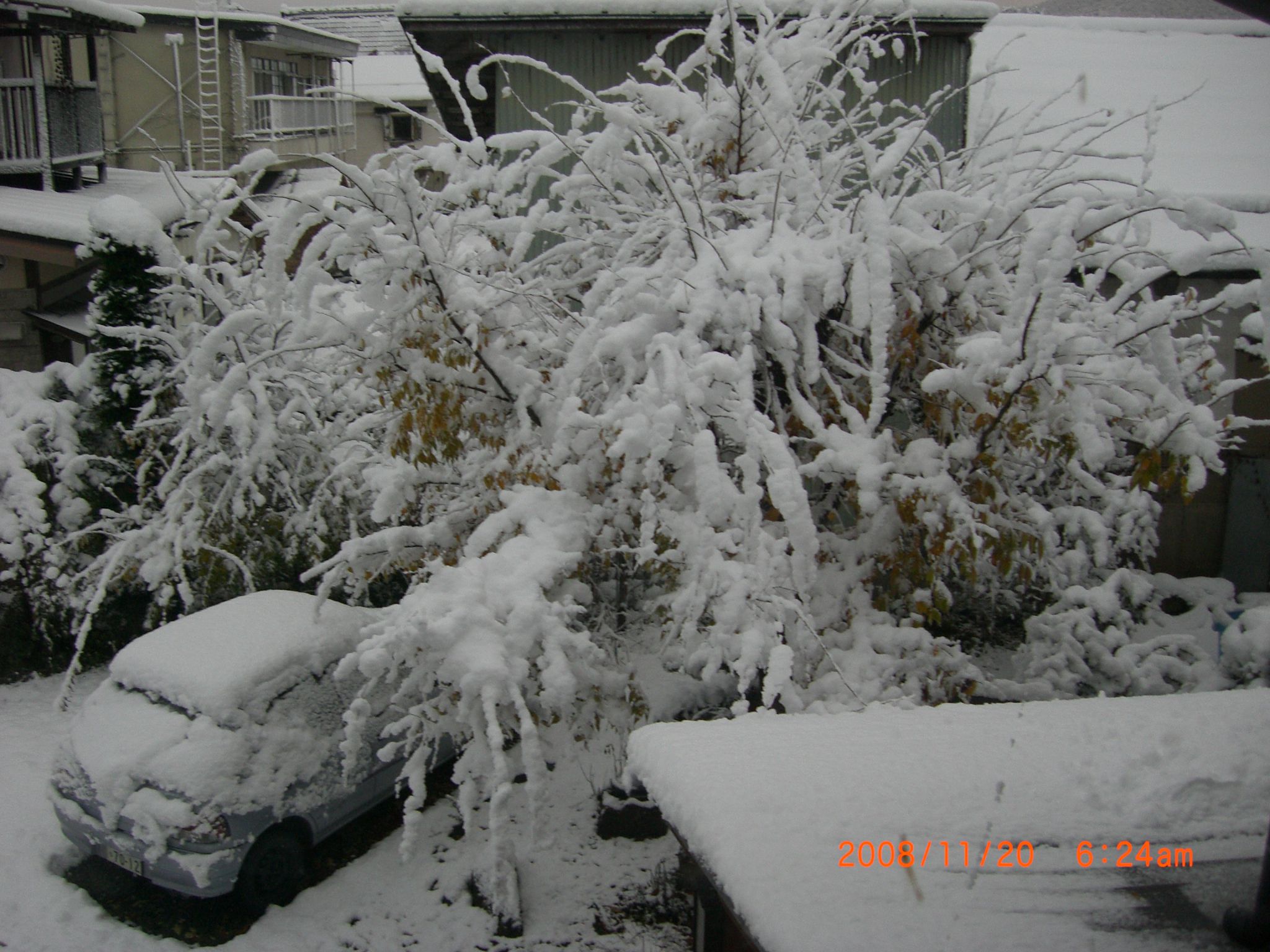 ◆本格的な積雪だす。  /*/*/*