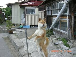 ◆久しぶりのワン公  @@@@