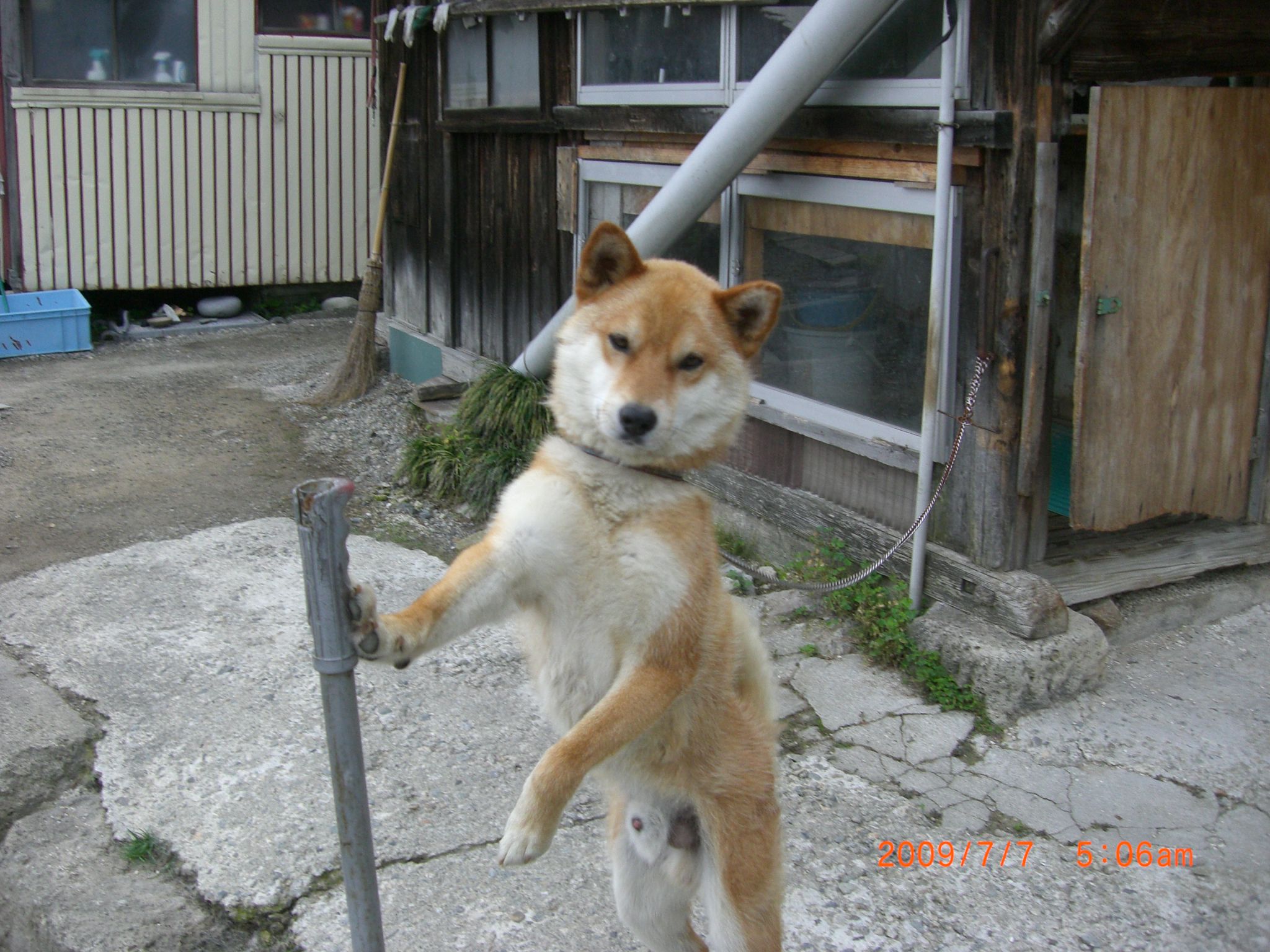 ◆しばらくぶりのワン公 @@@@