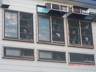 ◆鳩の団地   @@@@@