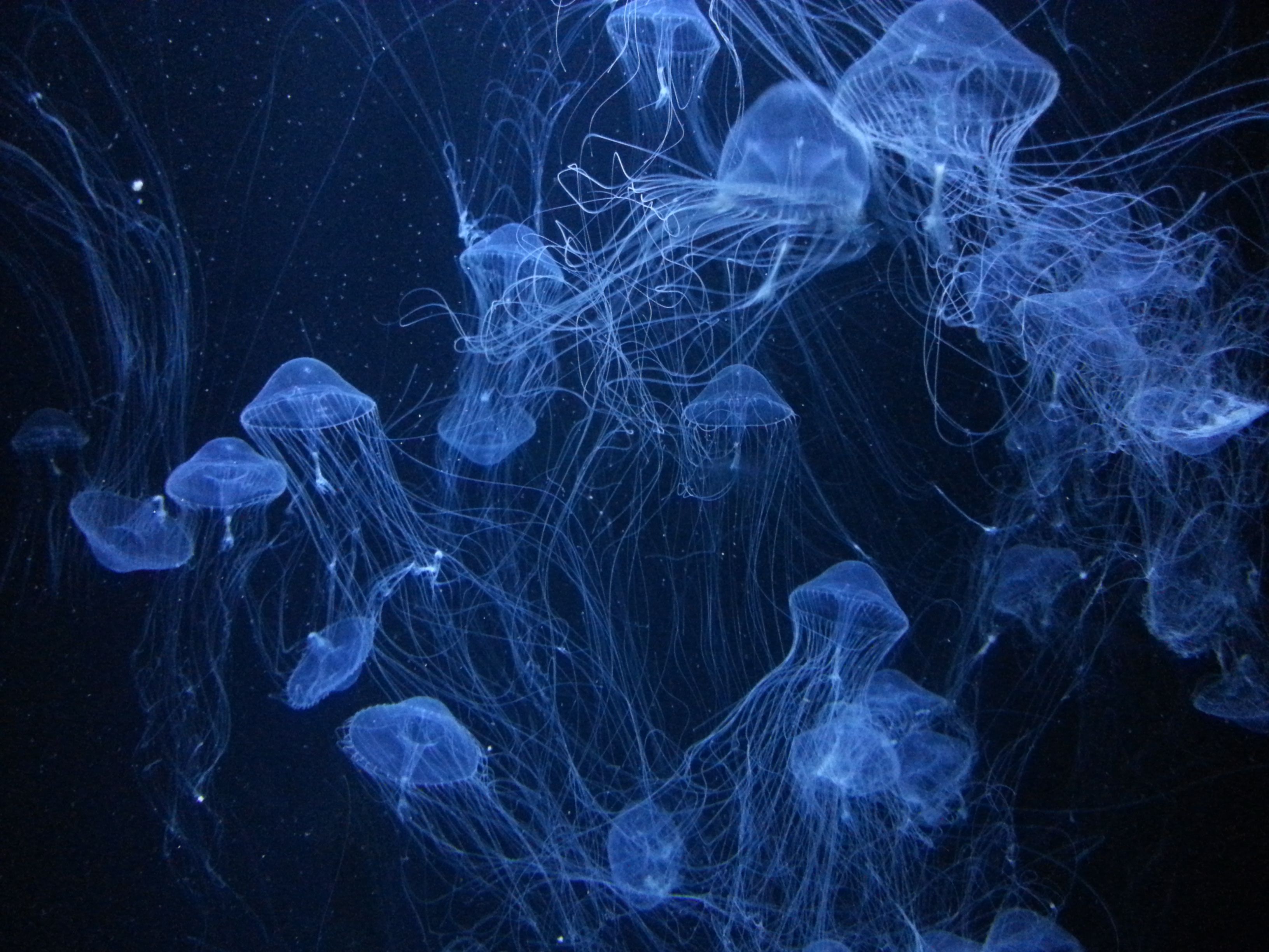 世界一のクラゲ水族館