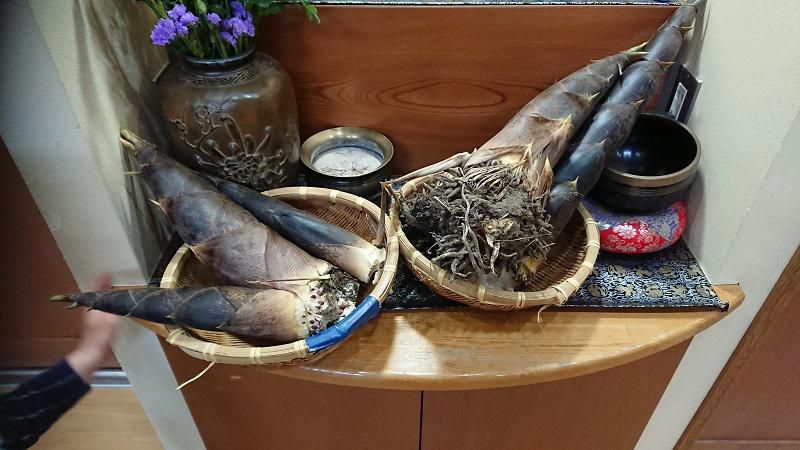 タケノコ初収穫