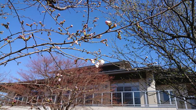 園長あいさつ　園庭の春