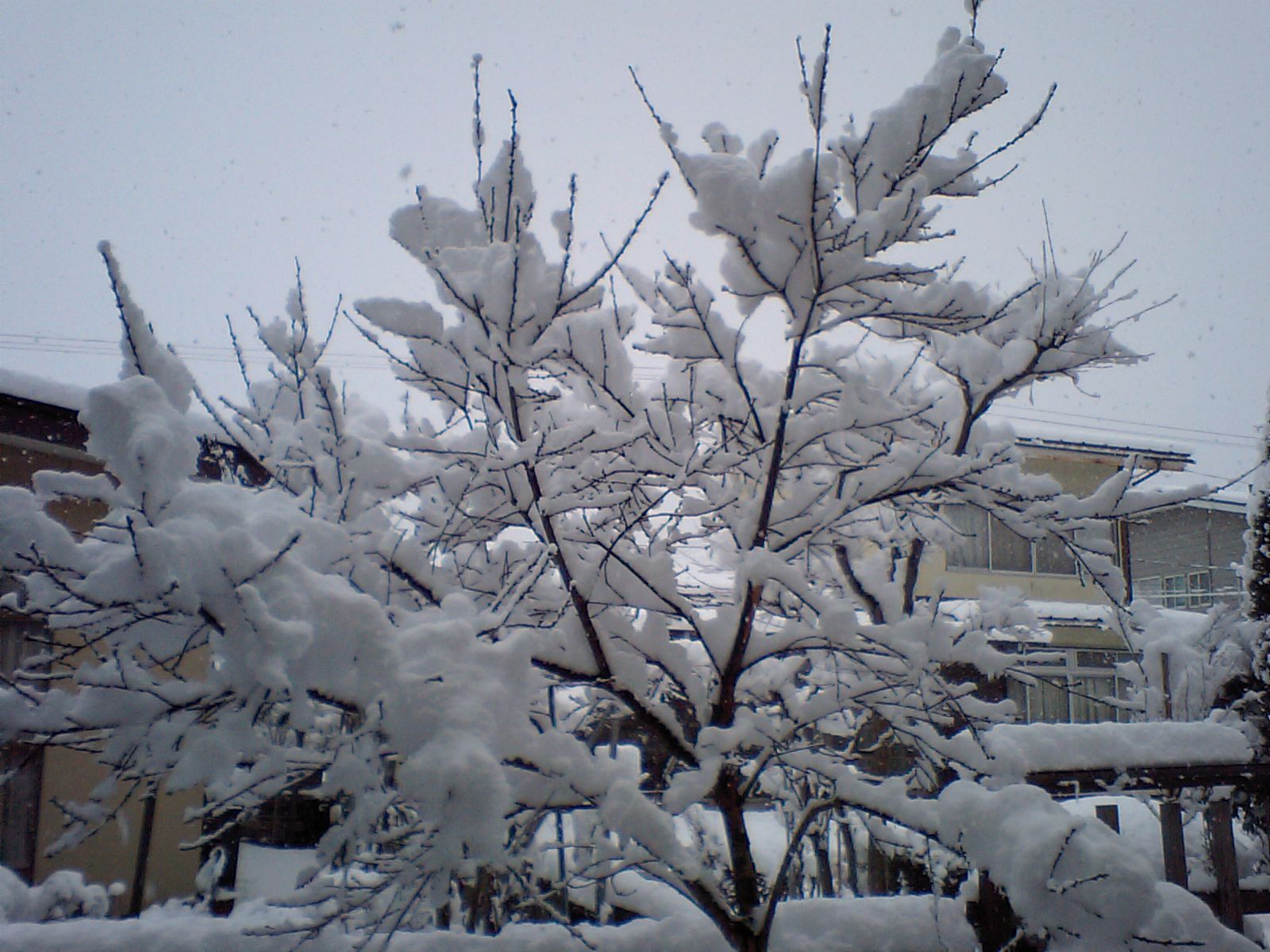 季節はずれの雪