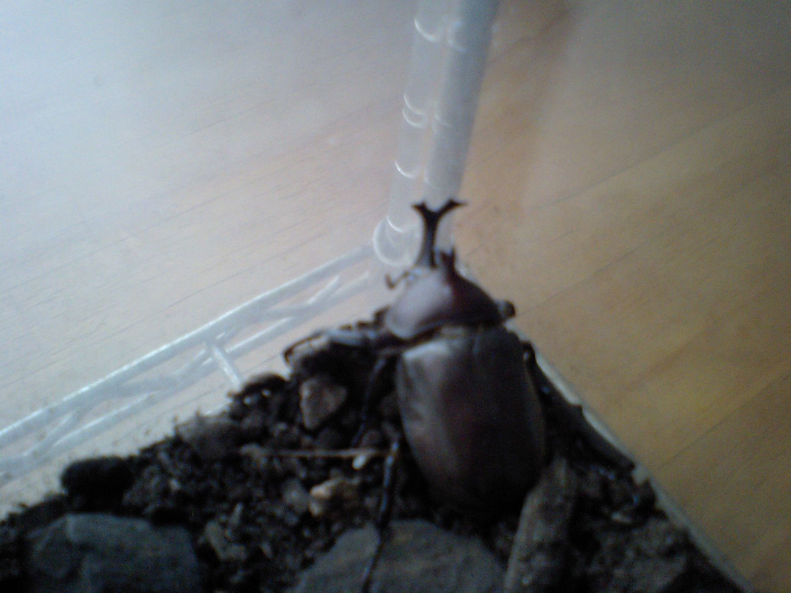カブトムシ