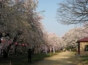 桜満開