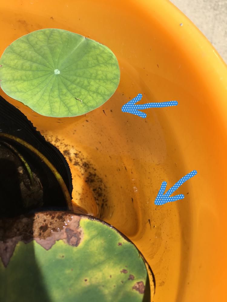 【メダカ稚魚がふ化】しました