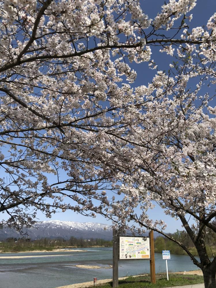 豊田の【さくら】