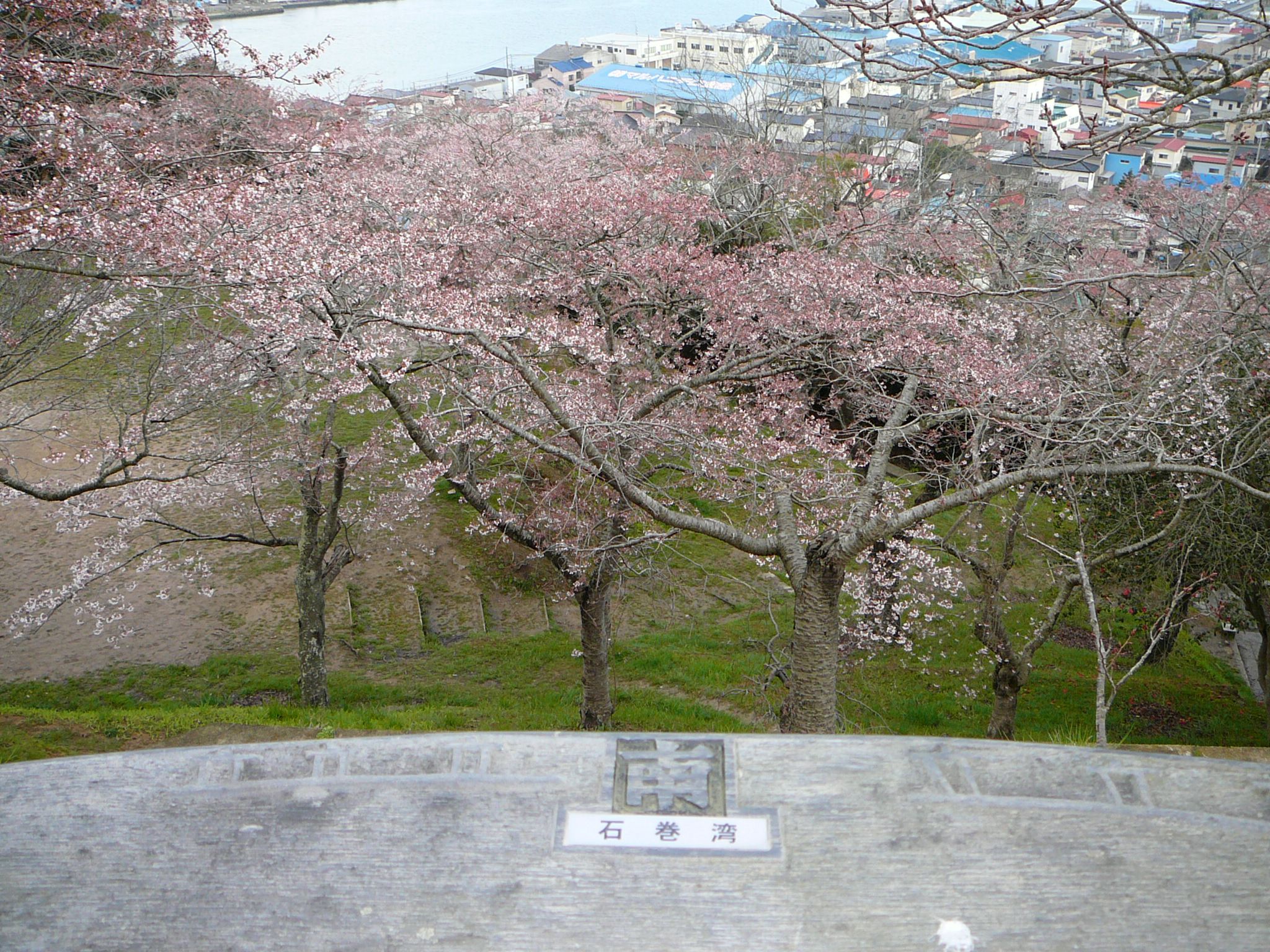 石巻　日和山　さくら開花状況