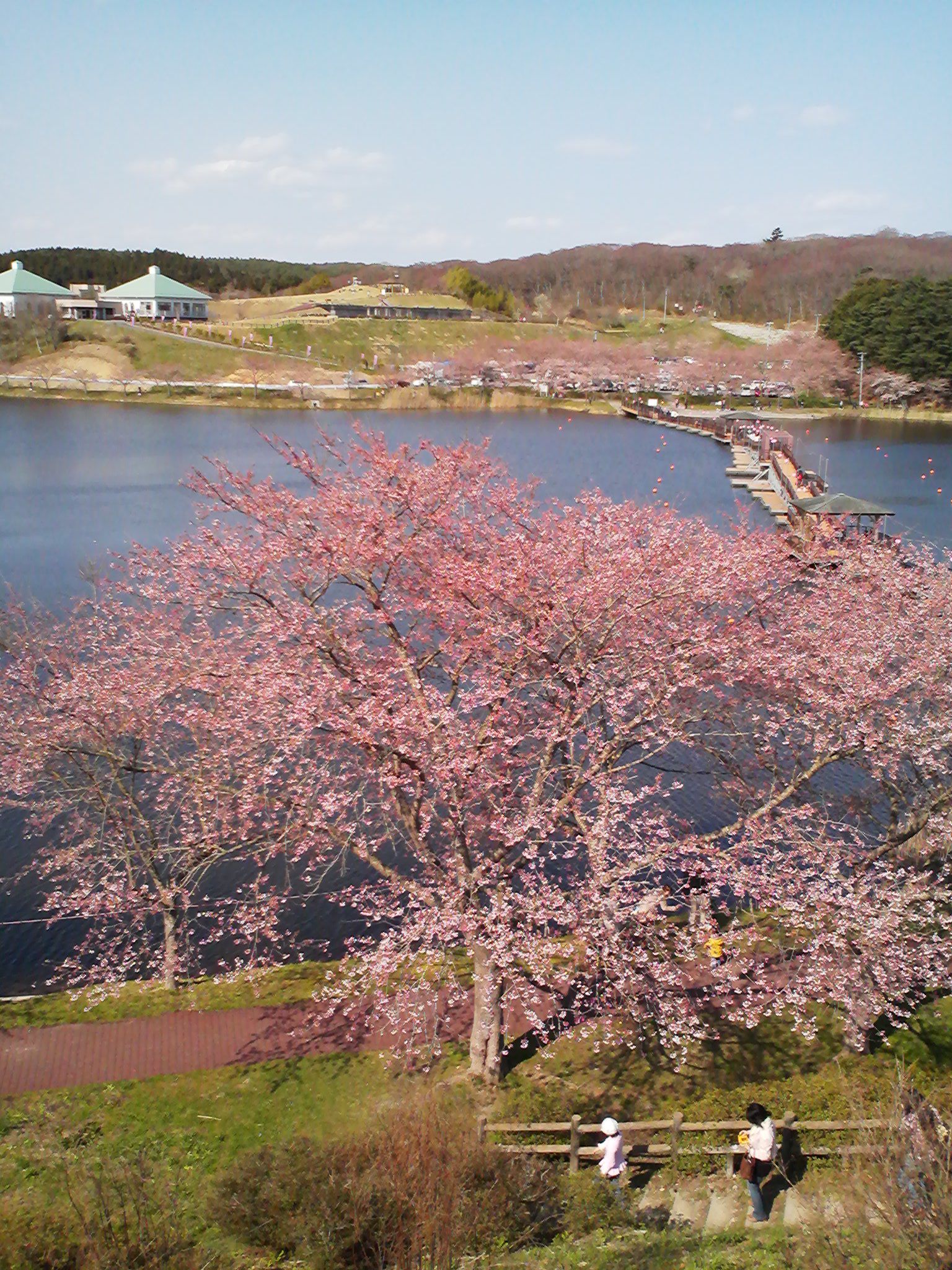 家族4人でお花見に行きました。