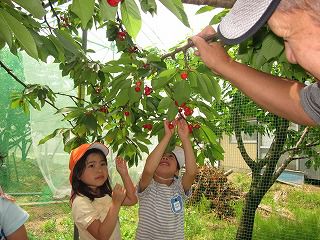 ６月２８日　さくらんぼ狩り（年長児）
