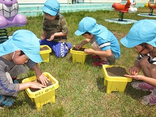 ５月３１日　ミニひまわりの種まき　
