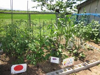 ７月　園だよりの「お知らせ」