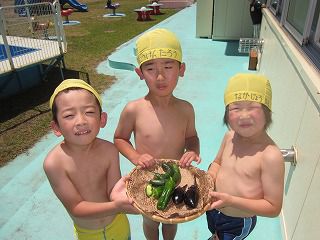 ６月２８日　畑の収穫～給食へ