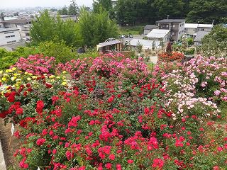 ６月１６日　園外保育（年少）
