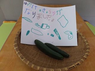 ６月６日　きゅうりが大きくなったよ！