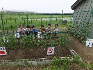６月１日　収穫野菜おいしかった
