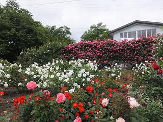 ６月１２日　園外保育（年少組）