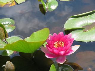 ６月の園生活より「園外保育」編