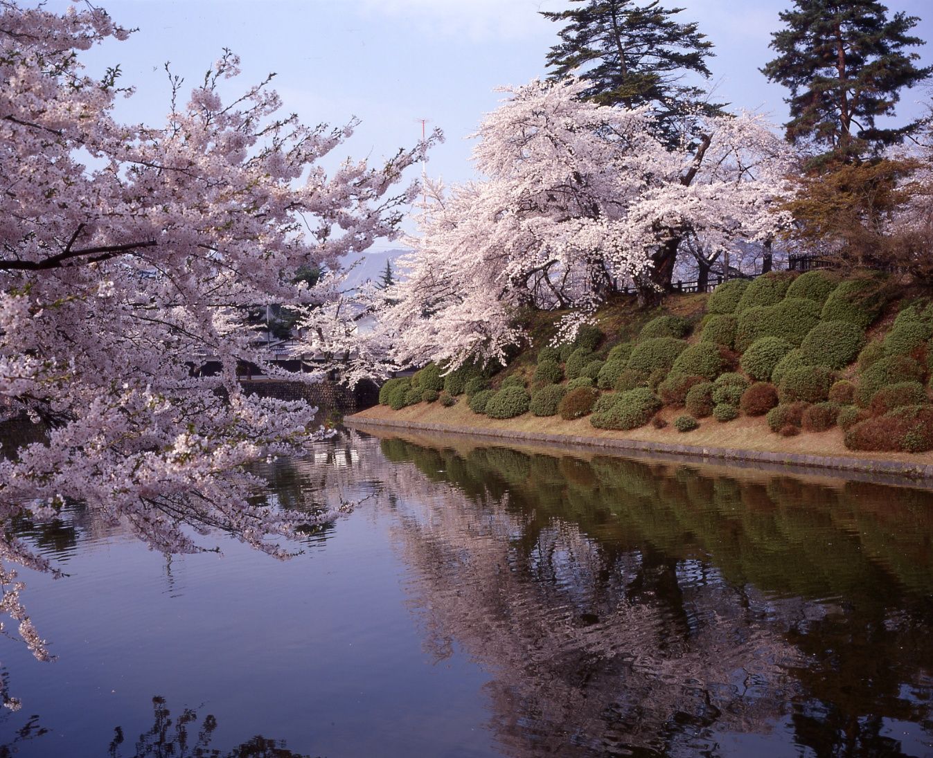 4月29日からの上杉神社・松が岬公園周辺について