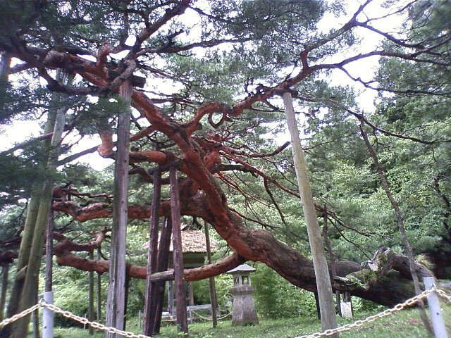 千年松