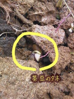 茶豆の種蒔き