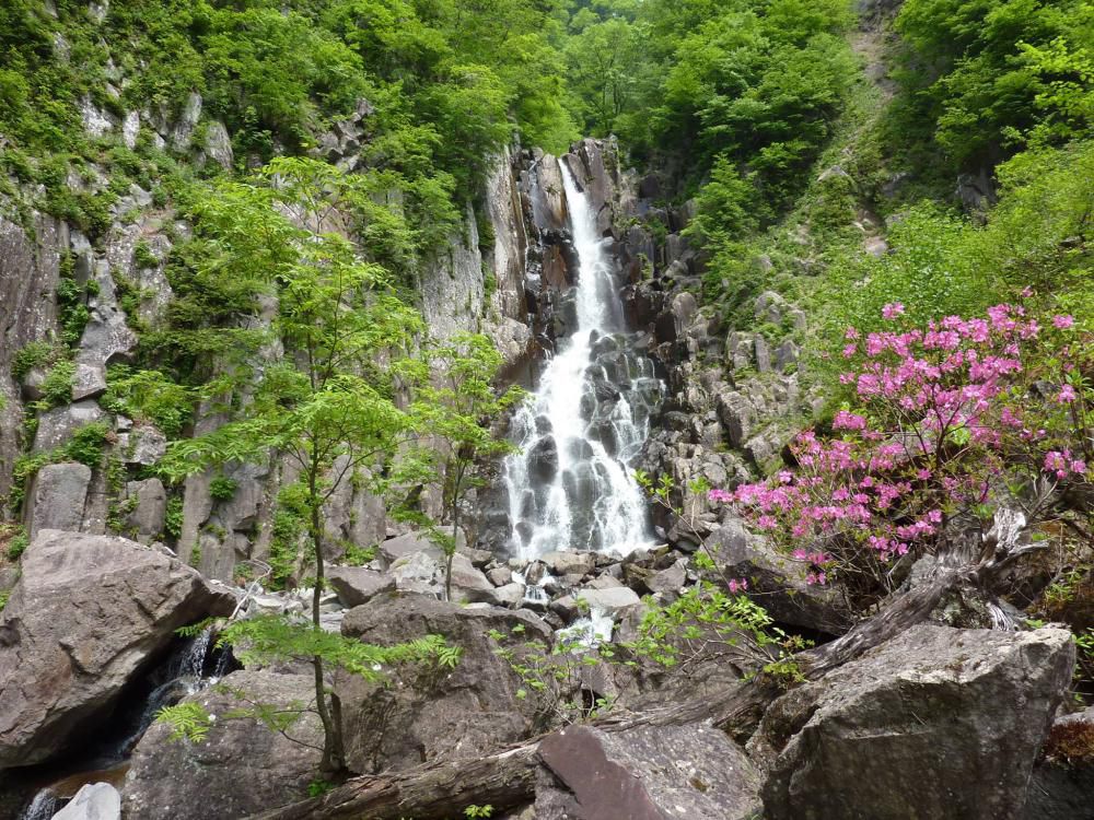 最上川源流に咲く花