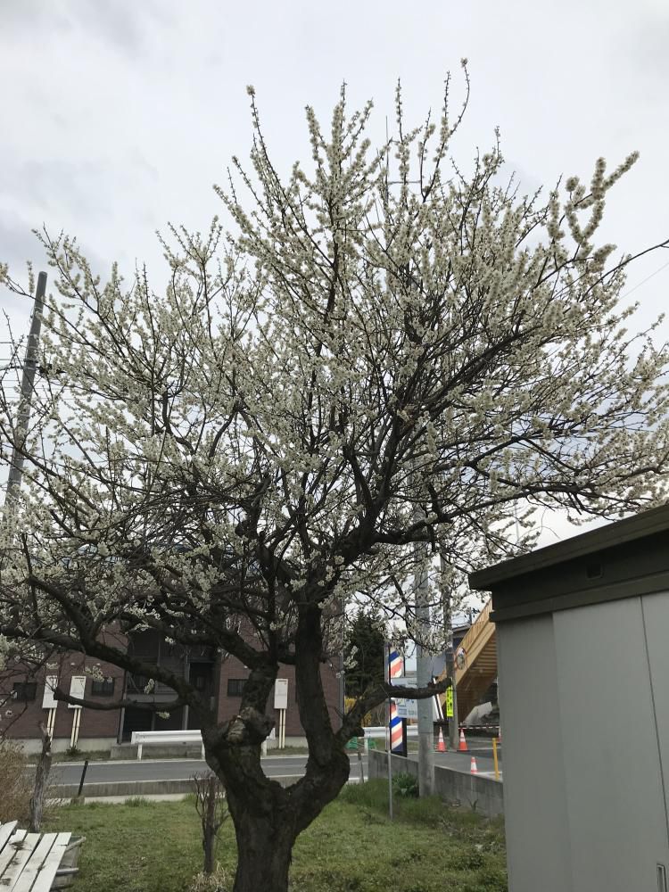 4月 春がやっときましたーーーーーー