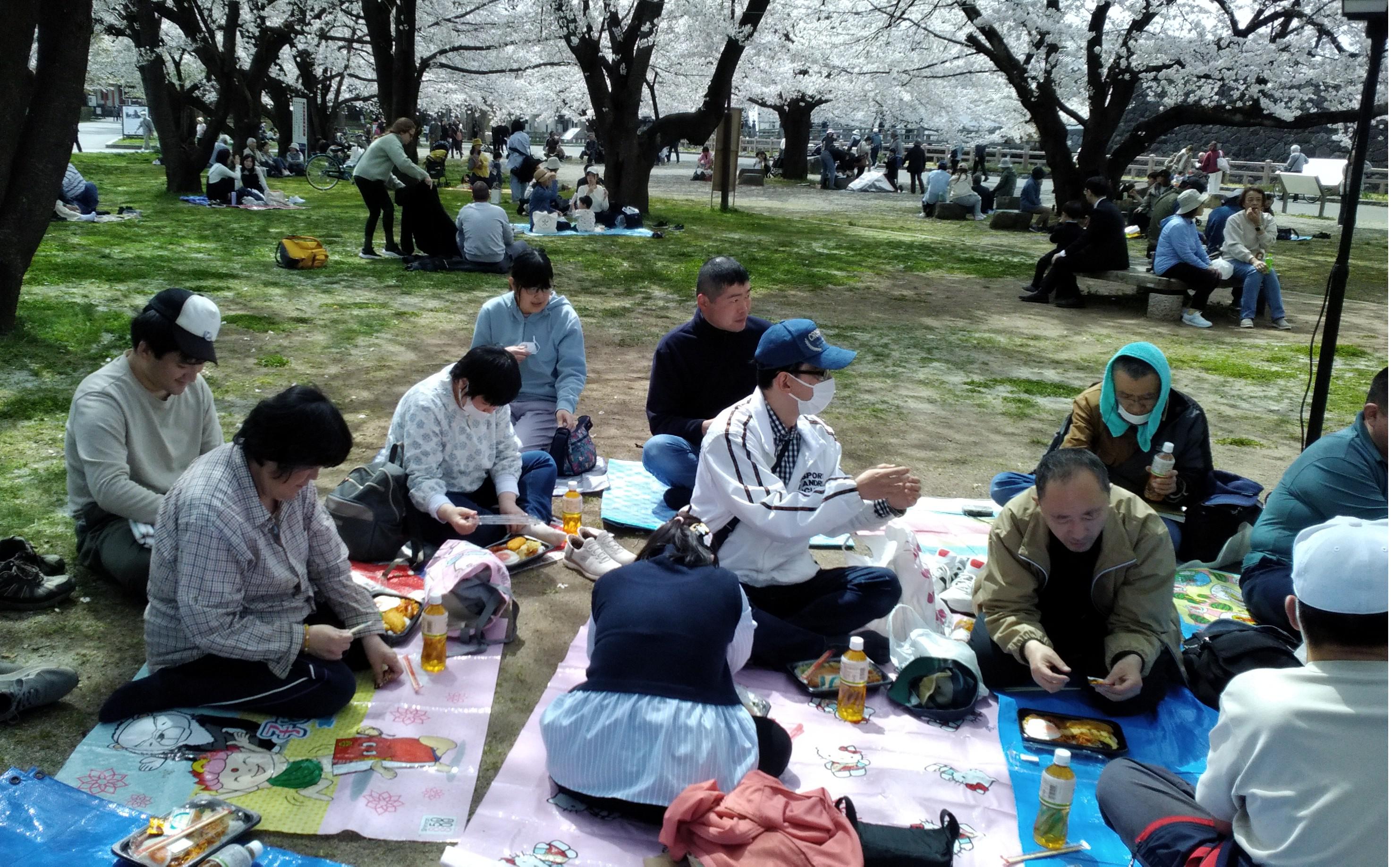 霞城公園お花見レポート(4月9日・10日)